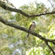 Bird on tree