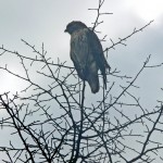 My husband's best shot of the hawk