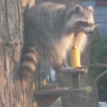 Raccoon in squirrel feeder