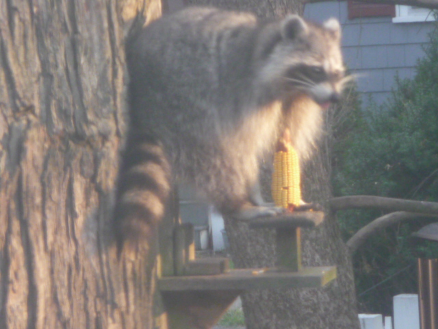 Raccoon in squirrel feeder