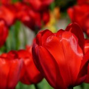 red tulips