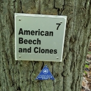 American beech and clones