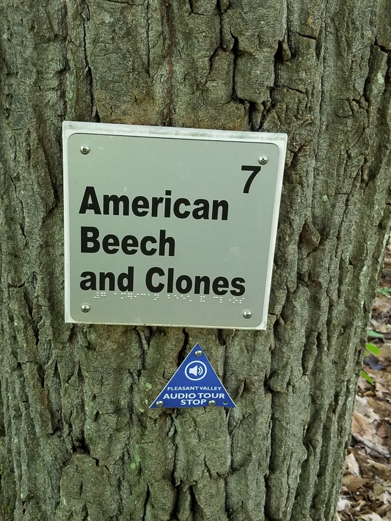 American beech and clones