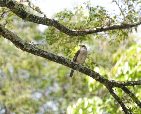 Bird on tree