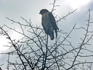 My husband's best shot of the hawk 