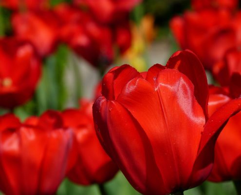 red tulips