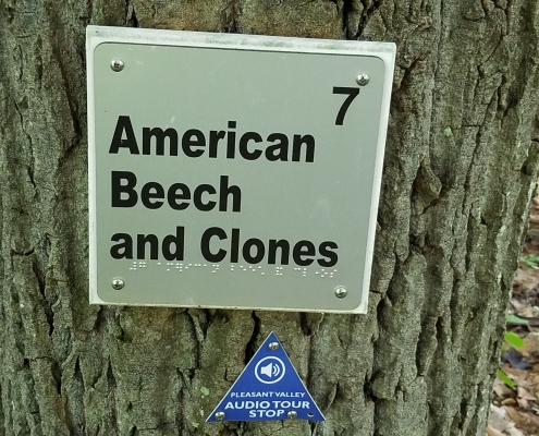 American beech and clones