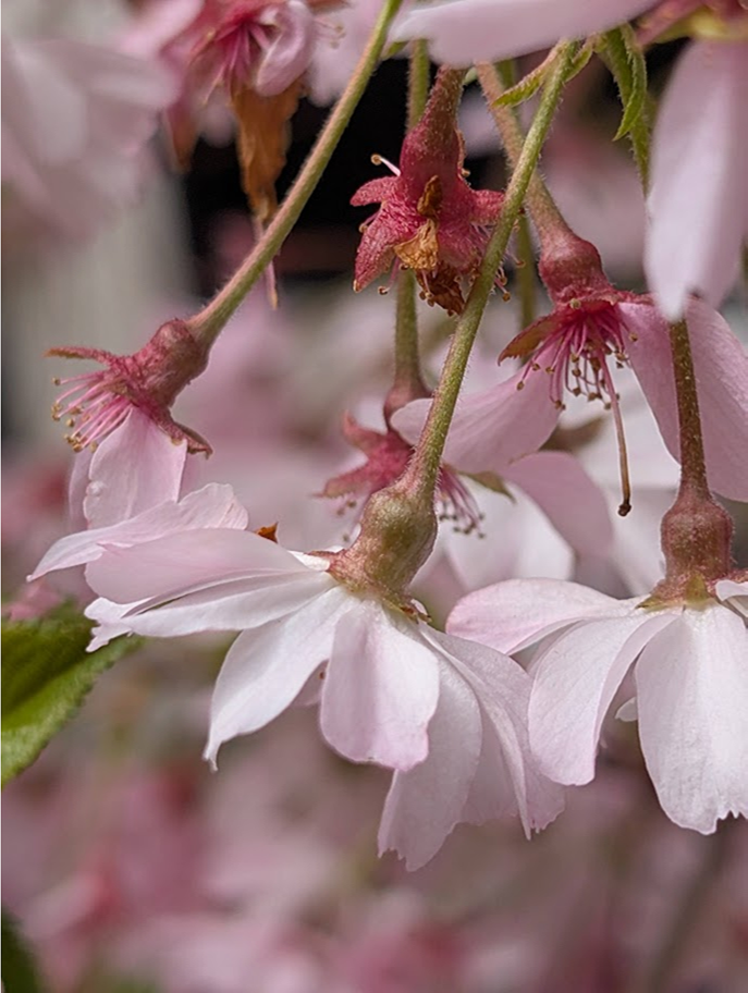 Cherry blossoms